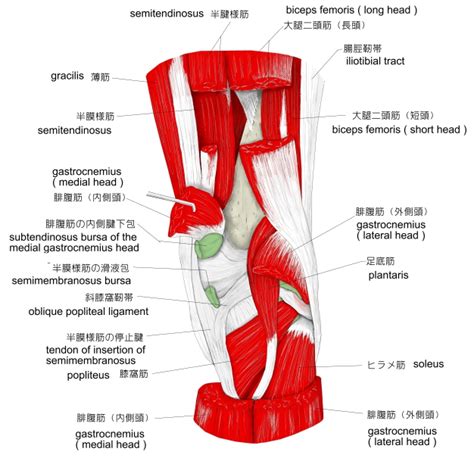 腰三角 構成|Visual Anatomy 視覚解剖学